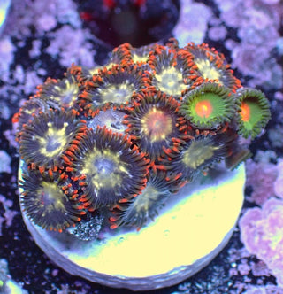WYSIWYG 360 Mini Zoa Garden