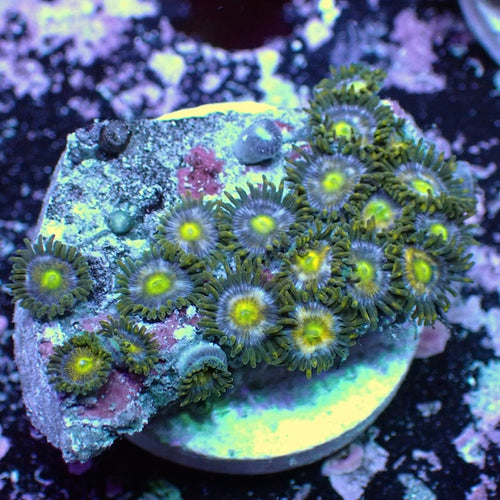 WYSIWYG 361 Mini Zoa Garden