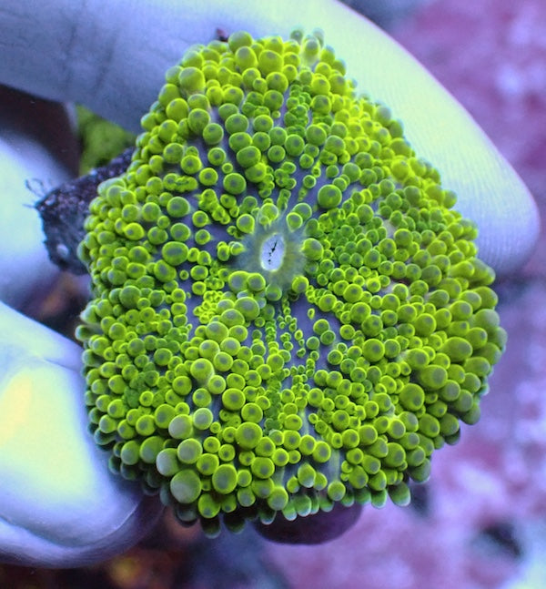 WYSIWYG 59 Green/Blue Ricordea yuma Polyp