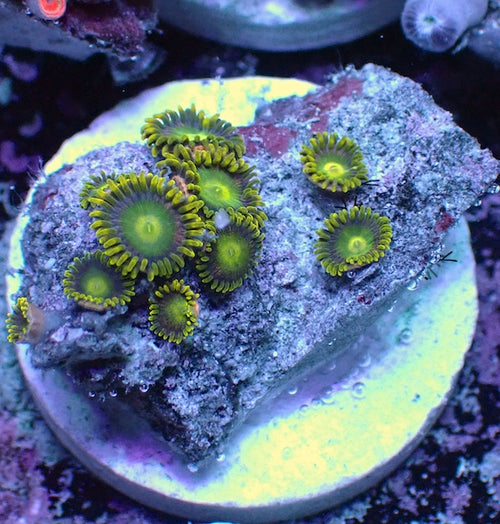 WYSIWYG 362 Mini Zoa Garden