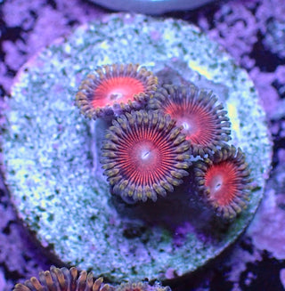 WYSIWYG 363 Mini Zoa Garden