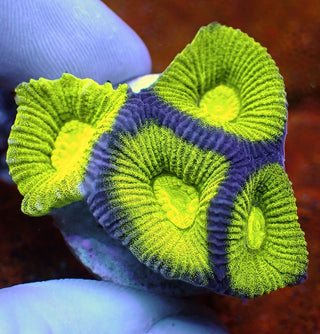 Toxic Green Montastrea