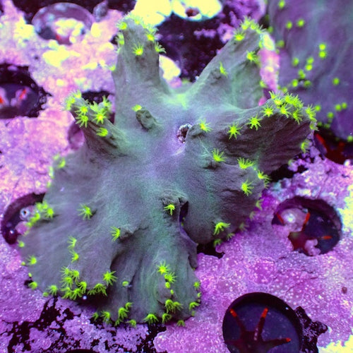 WYSIWYG 22 RARE Flying Saucer Cabbage Coral
