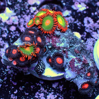 WYSIWYG 364 Mini Zoa Garden