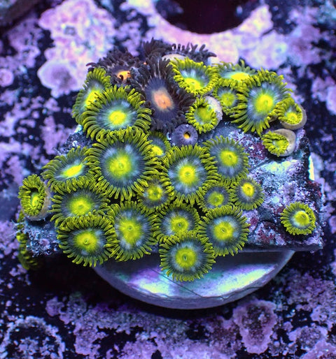 WYSIWYG 365 Mini Zoa Garden