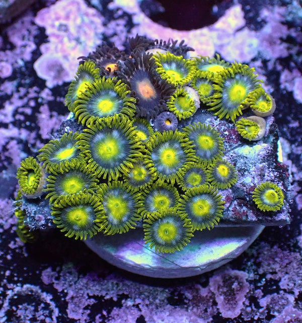 WYSIWYG 365 Mini Zoa Garden