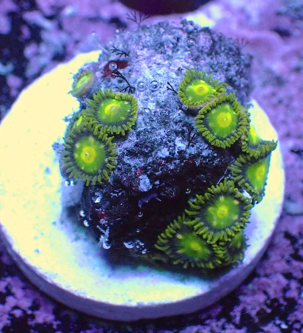 WYSIWYG 366 Mini Zoa Garden