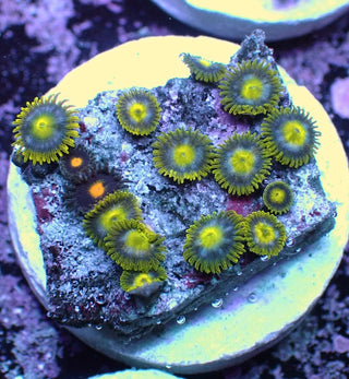 WYSIWYG 367 Mini Zoa Garden