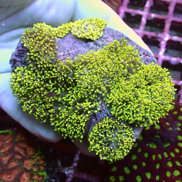 WYSIWYG 165 Green Furry Mushroom Colony