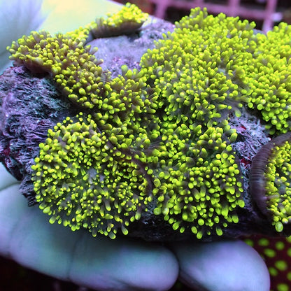 WYSIWYG 165 Green Furry Mushroom Colony