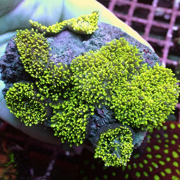 WYSIWYG 165 Green Furry Mushroom Colony