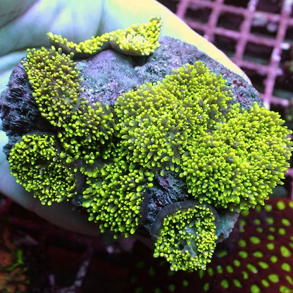 WYSIWYG 165 Green Furry Mushroom Colony