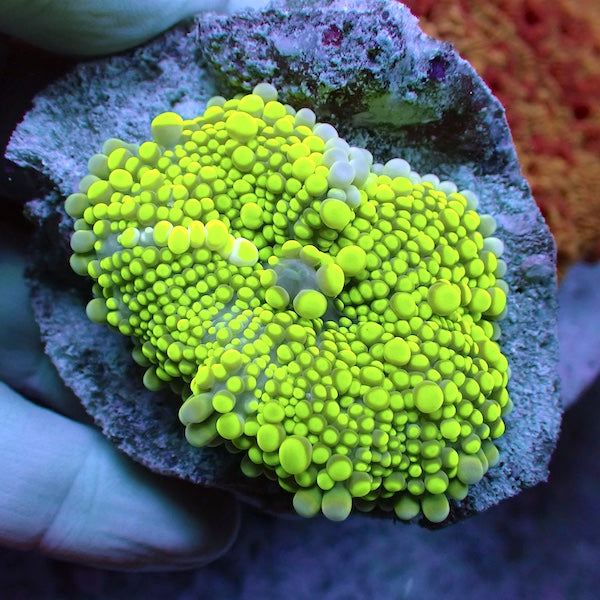 WYSIWYG 5 Fluoro Green Ricordea yuma Polyp