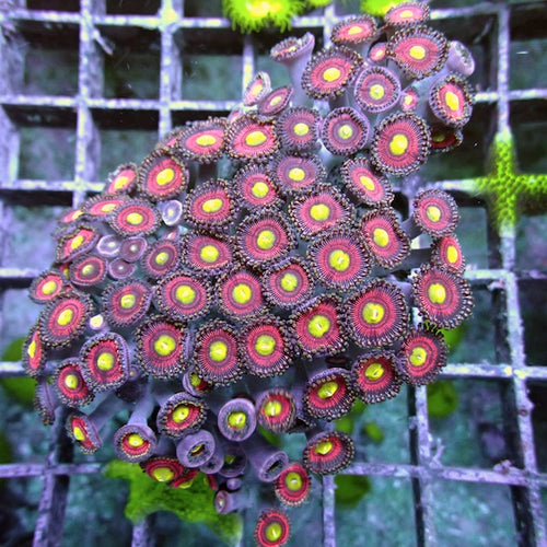 WYSIWYG 138 Cats Eye Zoa Colony