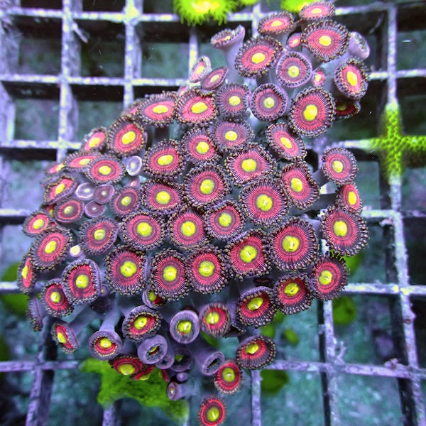 WYSIWYG 138 Cats Eye Zoa Colony