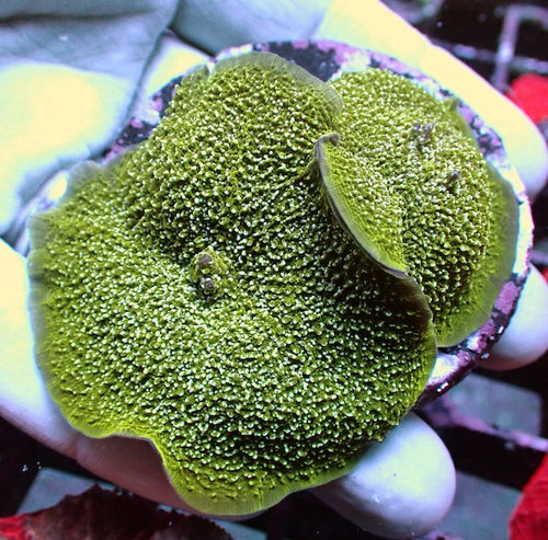 WYSIWYG 150 White Fleck Green Elephant Ear Mushroom