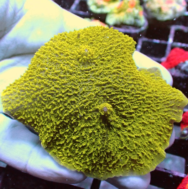 WYSIWYG 154 Gold Elephant Ear Mushroom