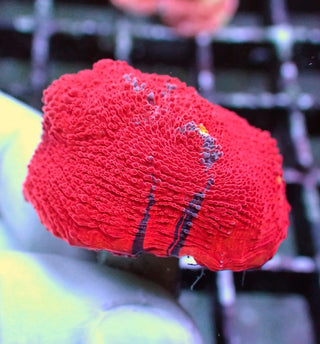 WYSIWYG 356 Red Dominant Jellybean Chalice