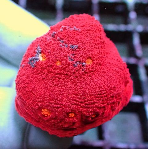 WYSIWYG 356 Red Dominant Jellybean Chalice