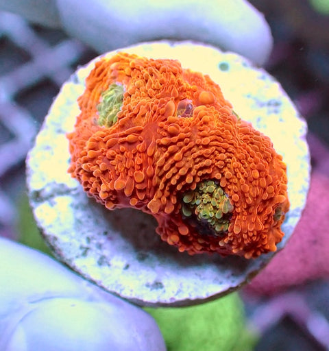 WYSIWYG 435 Tango Acan echinata