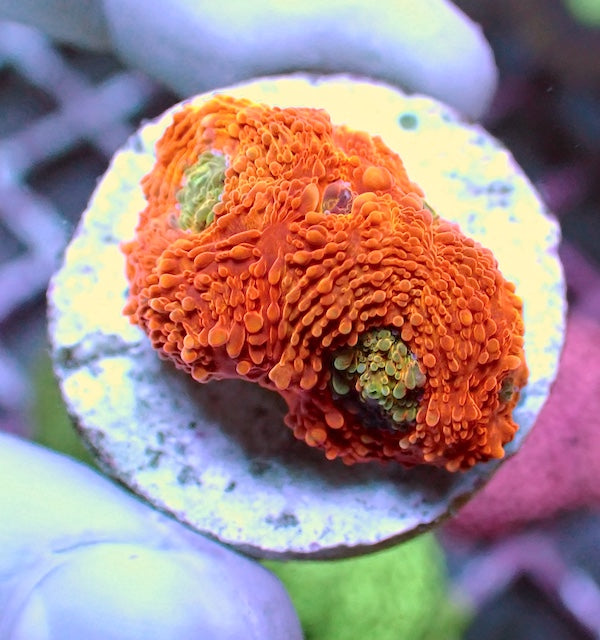 WYSIWYG 435 Tango Acan echinata