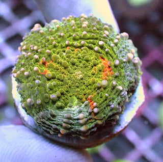 WYSIWYG 220 Orange Crush Acan echinata