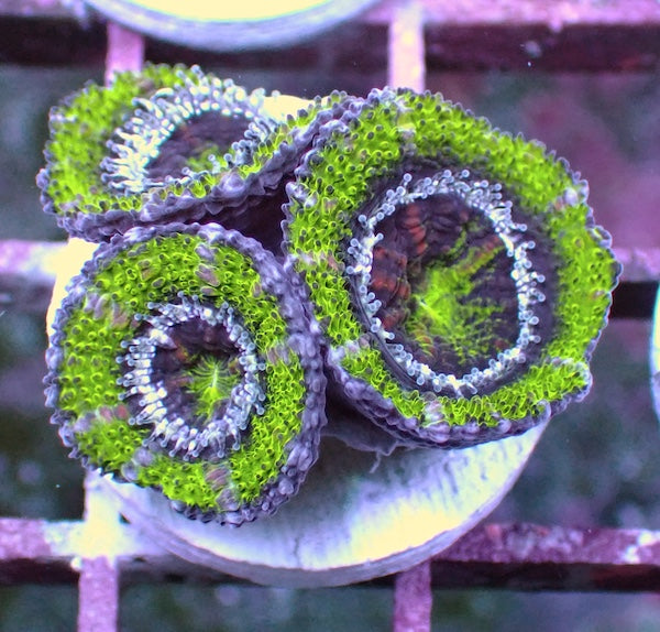 WYSIWYG 246 Green Ring Acan (Micromussa) Frag