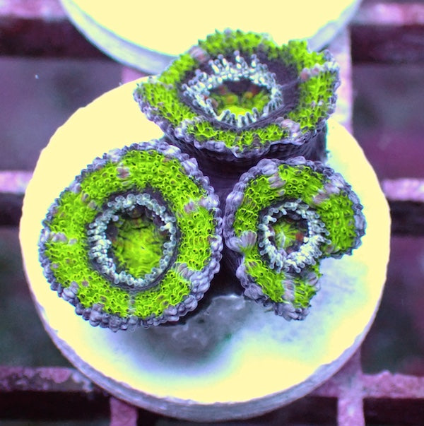 WYSIWYG 256 Green Ring Acan (Micromussa) Frag