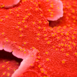 Sunburst Montipora Frag