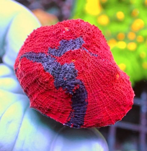 WYSIWYG 163 Jellybean Chalice Red Dominant