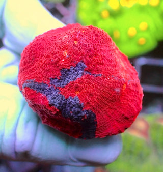 WYSIWYG 163 Jellybean Chalice Red Dominant
