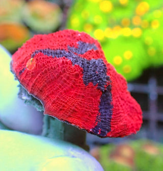 WYSIWYG 163 Jellybean Chalice Red Dominant