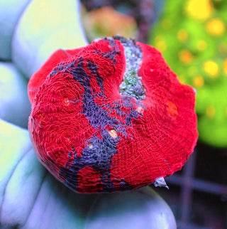 WYSIWYG 296 Jellybean Chalice Red Dominant