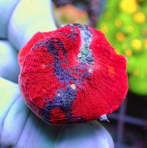 WYSIWYG 296 Jellybean Chalice Red Dominant