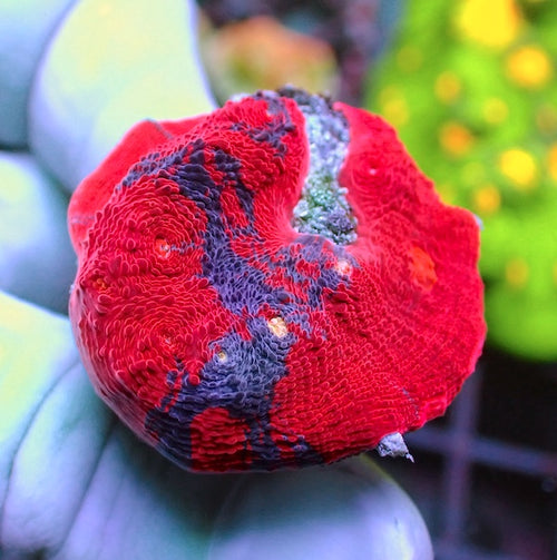 WYSIWYG 296 Jellybean Chalice Red Dominant
