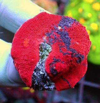 WYSIWYG 296 Jellybean Chalice Red Dominant