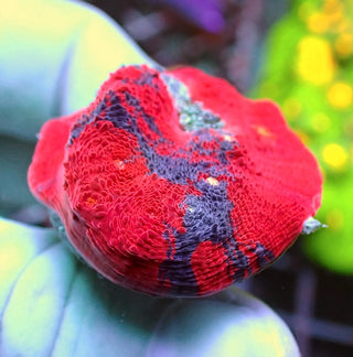 WYSIWYG 296 Jellybean Chalice Red Dominant