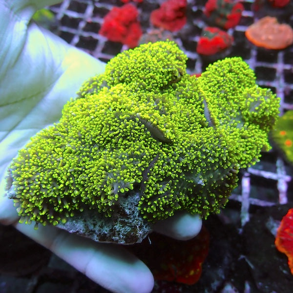 Green Furry Mushroom Colony