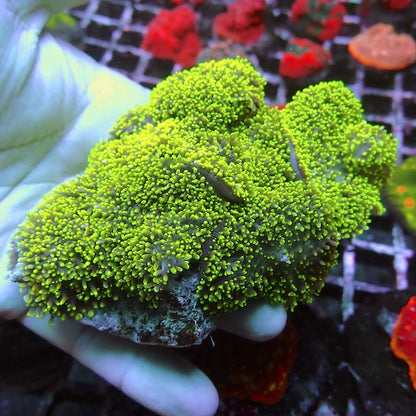 Green Furry Mushroom Colony