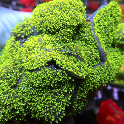 Green Furry Mushroom Colony