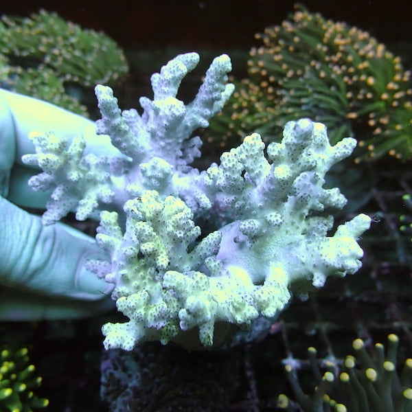 Sinularia Finger Leather Colony