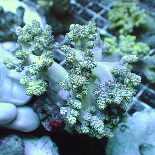 WYSIWYG 36 Green Kenya Tree Frag