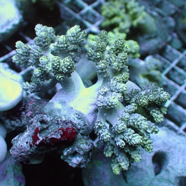 WYSIWYG 36 Green Kenya Tree Frag