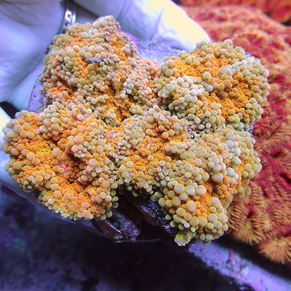 WYSIWYG 36 Yellow/Orange Centre Ricordea yuma Colony