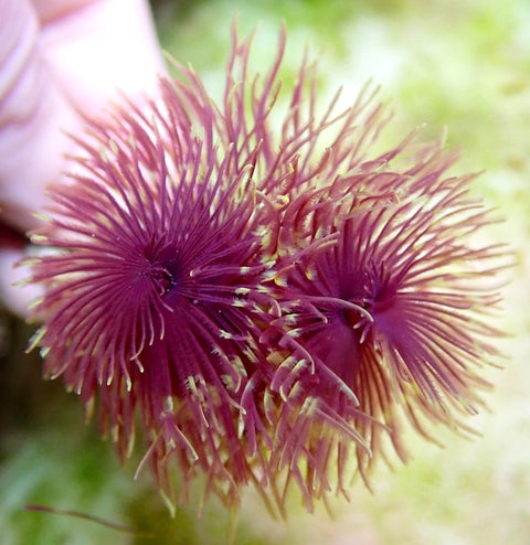 Purple/Yellow Fire Feather Duster Worm