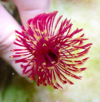 Deep Pink Feather Duster Worm