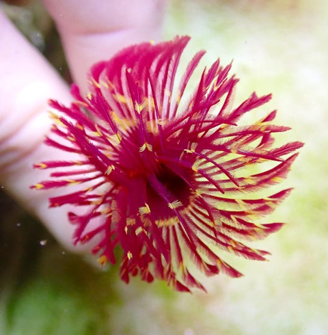 Deep Pink Feather Duster Worm