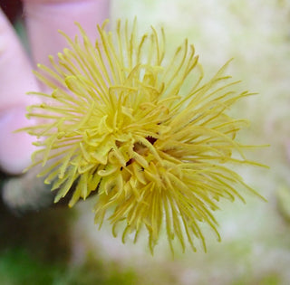 Yellow Feather Duster Worm