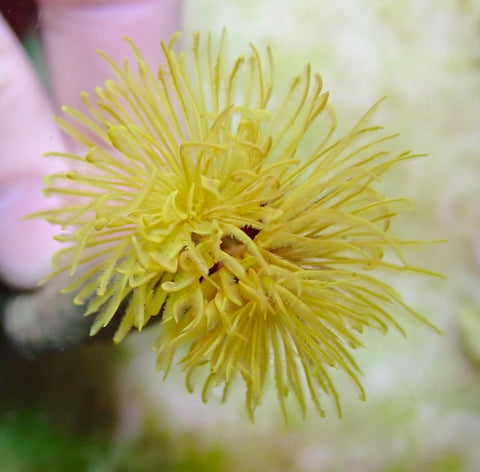 Yellow Feather Duster Worm