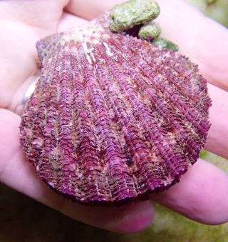 Purple Painted Scallop (Gloripallium sp.)